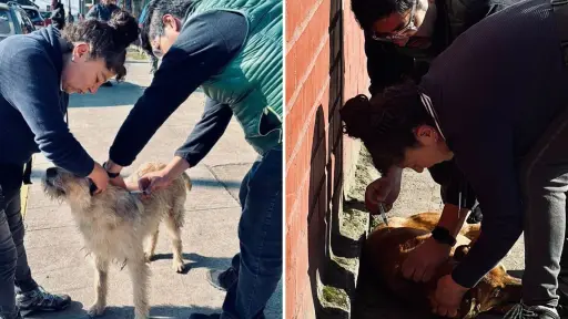 Refuerzan vacunación de perros callejeros ante casos de distemper en Nacimiento
