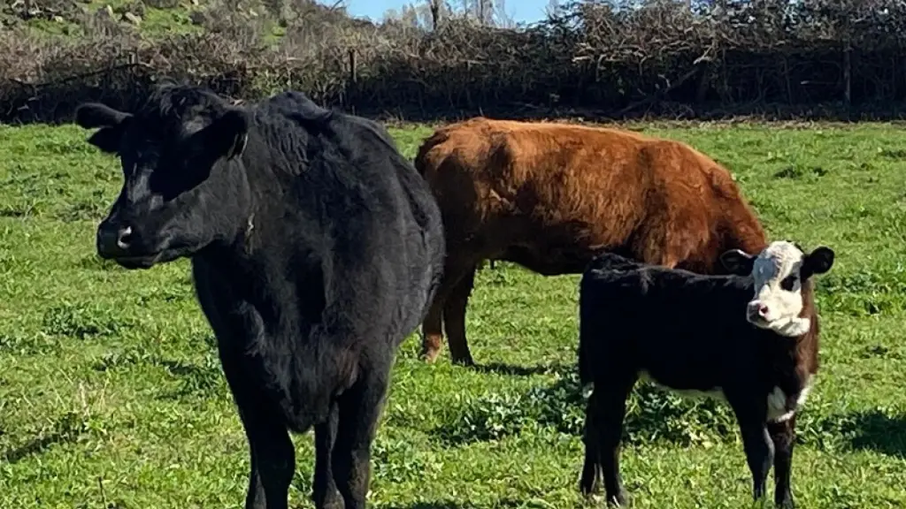 El modelo bovino chileno se sustenta principalmente en el pastoreo, lo que reduce estacionalmente la disponibilidad de ganado gordo durante los meses de invierno.