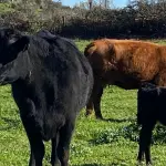 El modelo bovino chileno se sustenta principalmente en el pastoreo, lo que reduce estacionalmente la disponibilidad de ganado gordo durante los meses de invierno.