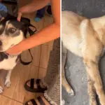 Distemper, La Tribuna
