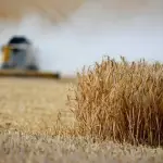 El término de la cosecha de trigo en el hemisferio norte marca el primer hito relevante de la temporada 2026/27 para evaluar los volúmenes globales analizados por la SNA y el CAS, mientras los agricultores chilenos monitorean el clima de cara a las faenas de fin de año.