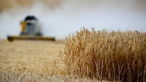 SNA y CAS prevén estabilidad de granos pese a desafíos climáticos y geopolíticos
