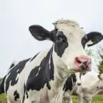 La recepción de leche cruda de Biobío aumentó en comparación con el mismo periodo del año anterior, aumentando su participación dentro del total nacional a 2,8%.