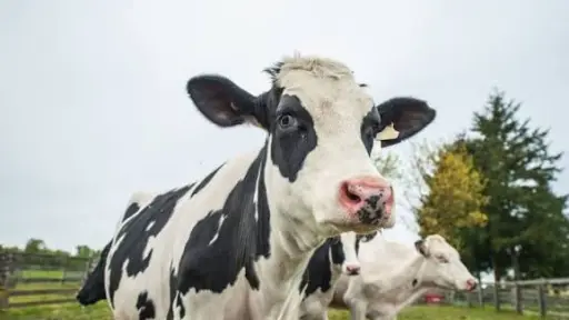 Recepción nacional de leche cruda creció 4,6% el primer semestre del año