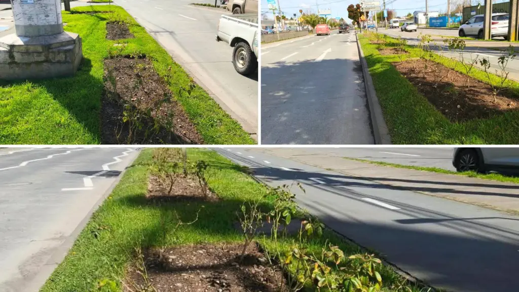Los trabajos de paisajismo se realizaron en Villa Jardines de Luxemburgo y en el acceso a Los Ángeles por avenida Sor Vicenta., Municipalidad de Los Ángeles
