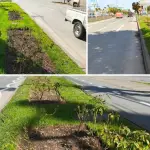 Los trabajos de paisajismo se realizaron en Villa Jardines de Luxemburgo y en el acceso a Los Ángeles por avenida Sor Vicenta., Municipalidad de Los Ángeles