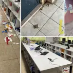 Robo en escuela rural de Los Ángeles deja a 88 estudiantes sin clases y pérdidas estimadas en $18 millones, La Tribuna