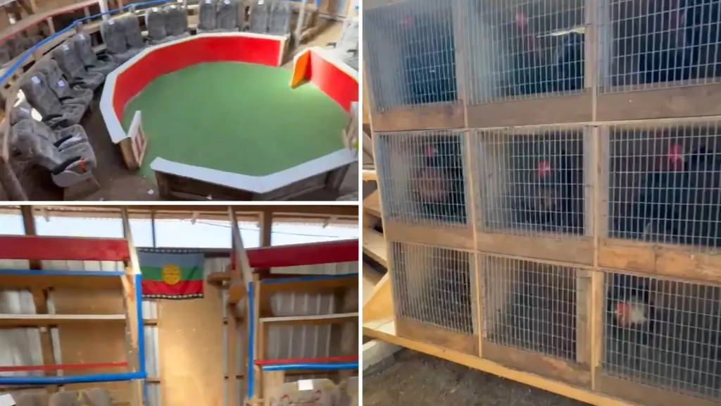 Capturas de pantalla de material recopilado en el lugar, PDI