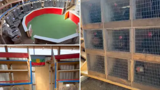 ACTUALIZACIÓN: 54 detenidos y más de \\$2 millones incautados en peleas de gallos en Arauco