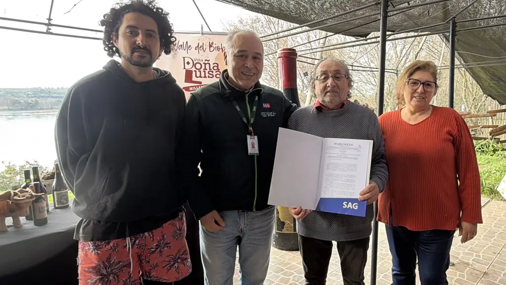 Según los registros del SAG citados por la autoridad, en la Región del Biobío existen 579 productores de vid en estas comunas, quienes declaran contar con los cepajes País y Cinsault., cedida