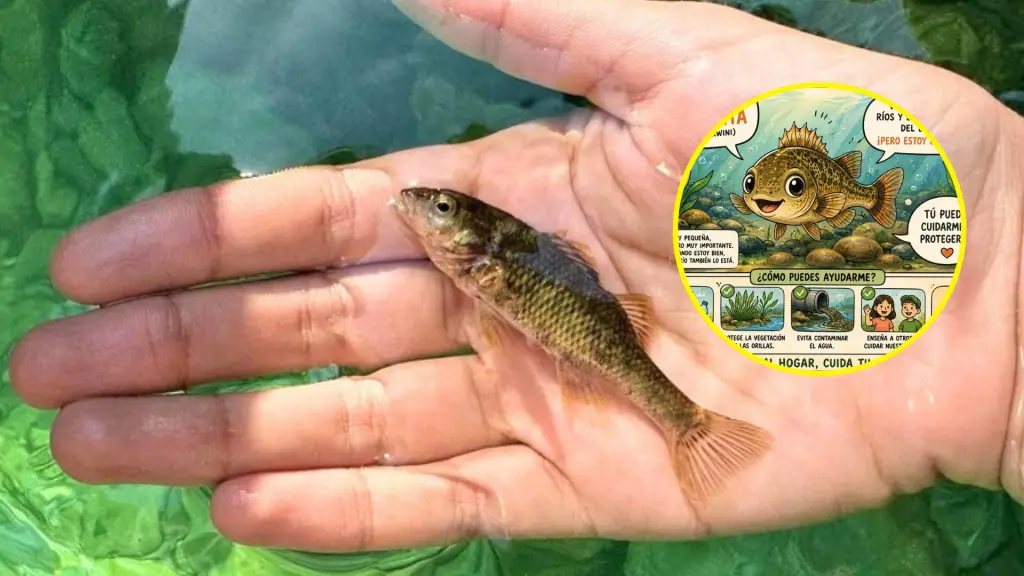 La Carmelita de Concepción (Percilia irwini) mide habitualmente cerca de seis centímetros y habita principalmente en aguas poco profundas. , Fotografía extraída de la tesis de Danitza Bravo Soto.