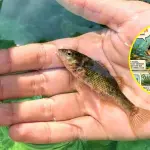 La Carmelita de Concepción (Percilia irwini) mide habitualmente cerca de seis centímetros y habita principalmente en aguas poco profundas. , Fotografía extraída de la tesis de Danitza Bravo Soto.