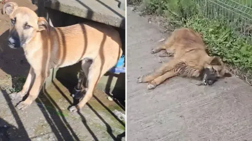 Si hay sintomatología, eutanasiar es la única forma de sacar el foco: Activan operativo por canes con distemper en Los Ángeles