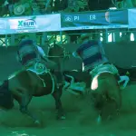 Concejo Municipal aprueba subvención de $6 millones para arriendo de 10 novillos para Club de Rodeo , La Tribuna
