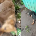 \'Convulsiones y sin poder caminar\': Continúan los casos graves de distemper en perros callejeros de Los Ángeles, La Tribuna