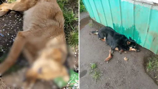 Convulsiones y sin poder caminar: Continúan los casos graves de distemper en perros callejeros de Los Ángeles
