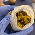 Droga incautada por la PDI, PDI Araucanía