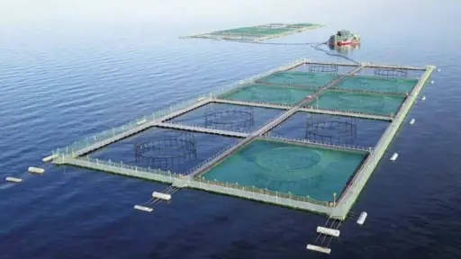 Abre opciones de negocios: Socabio destaca oportunidad de Biobío en la industria del salmón