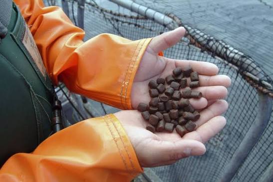Alimento para salmones. / allaboutfeed.net