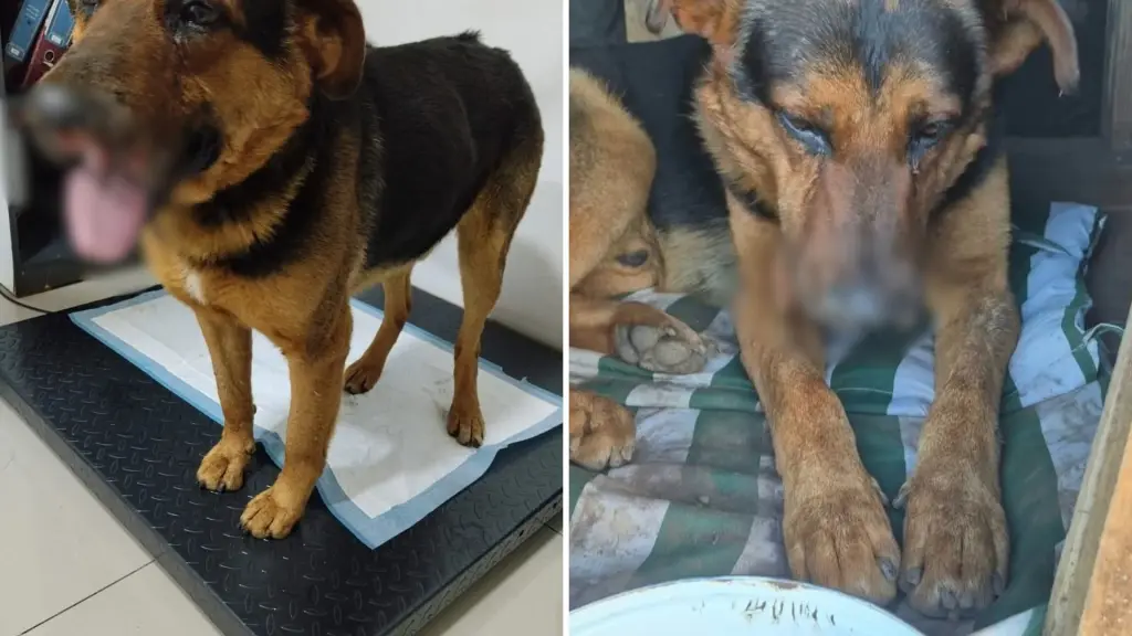 Perro comunitario de Los Ángeles fue encontrado con su hocico destruido tras agresión: Deberá someterse a cirugía reconstructiva, La Tribuna