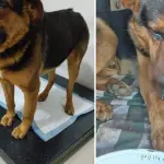 Perro comunitario de Los Ángeles fue encontrado con su hocico destruido tras agresión: Deberá someterse a cirugía reconstructiva, La Tribuna