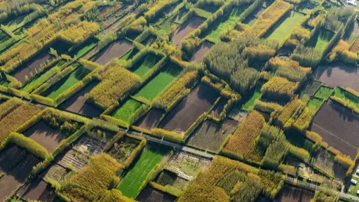 Transgénicos y resiliencia climática: Más de 40 años confirman su rol en la producción mundial