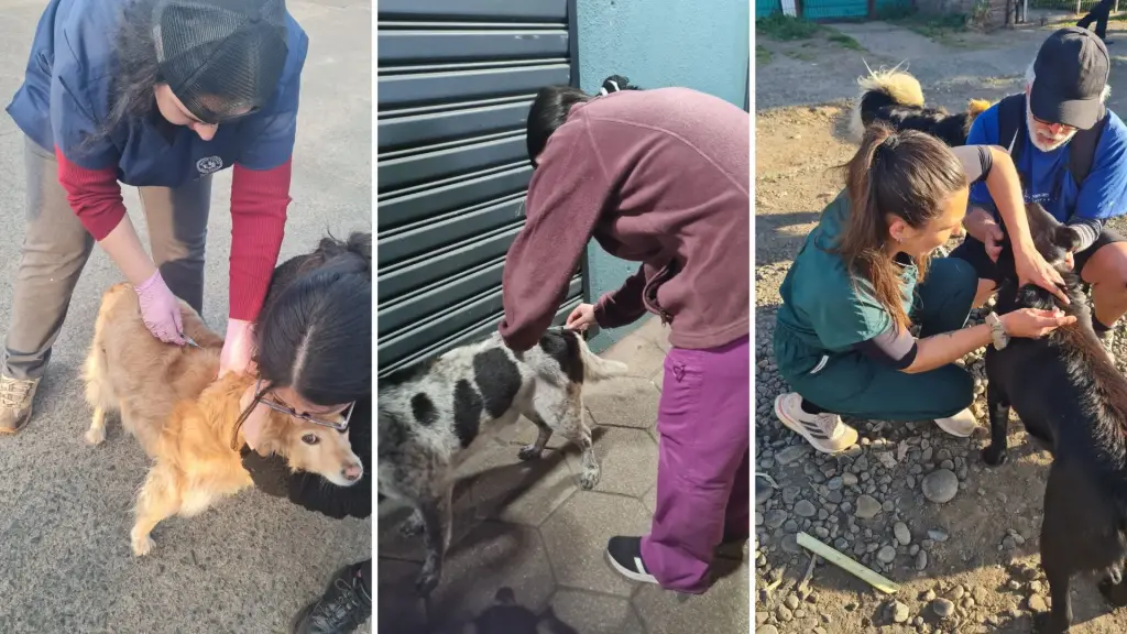 Campaña permitió vacunar a más de un centenar de perros comunitarios en Santa Bárbara, La Tribuna