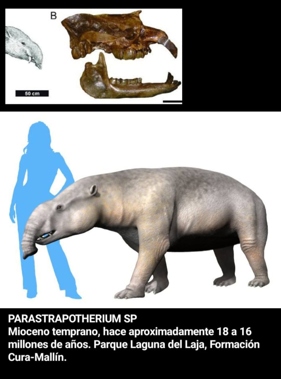 Reconstrucción de Parastrapotherium y restos fósiles asociados a la Formación Cura-Mallín, en el sector de Laguna del Laja. / Cedida