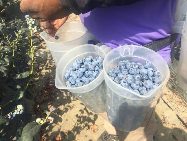 Fotografía de contexto. / Redagrícola
