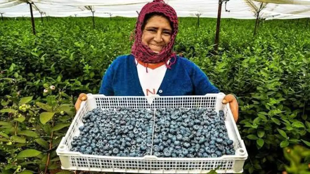 Las grandes propiedades agrícolas peruanas, de 1.000 a 2.000 hectáreas, requieren soluciones de eficiencia e inteligencia artificial, marco operativo de la gira de 15 empresas chilenas organizada por Agrotech Chile y ProChile.