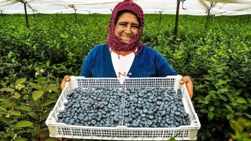 Agrotech Chile lidera primera gira internacional a Perú con 15 empresas para impulsar la innovación agrícola en la región