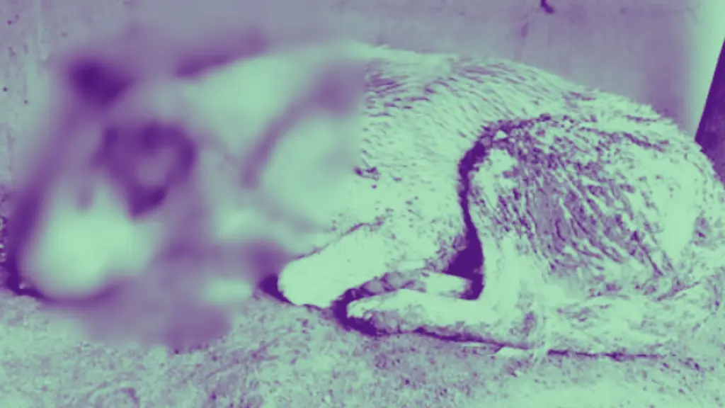 Horas agonizando: Perro fue encontrado ensangrentado y con múltiples fracturas en plena vía pública de Los Ángeles, Patitas de Los Ángeles