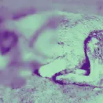 \'Horas agonizando\': Perro fue encontrado ensangrentado y con múltiples fracturas en plena vía pública de Los Ángeles, Patitas de Los Ángeles