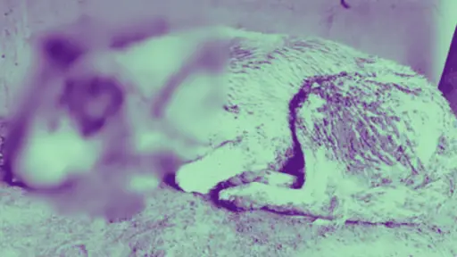 Horas agonizando: Perro fue encontrado ensangrentado y con múltiples fracturas en plena vía pública de Los Ángeles