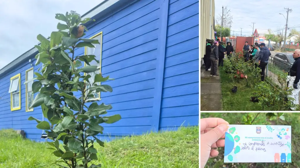 La plantación contempló siete peumos en la Escuela Pedro Ruiz Aldea y tres en la Escuela 11 de Septiembre., ONG Quilque Ancestral