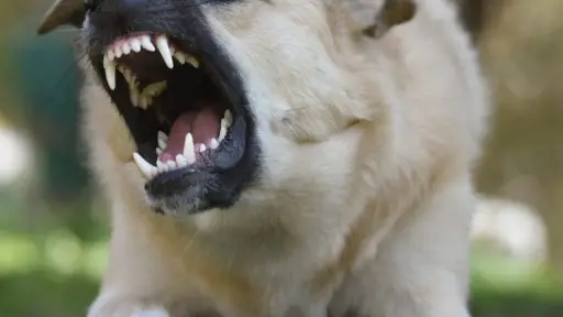 Chile se convierte en el primer país de Sudamérica en eliminar la rabia canina como problema sanitario