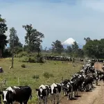 Miles de familias productoras chilenas trabajan diariamente. El rubro lácteo enfatiza que este esfuerzo requiere ser reconocido económicamente de forma justa por el mercado.