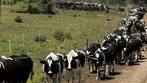 Leche vuelve a ganar protagonismo: Fedeleche destaca cambio en consumo