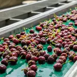 Entre los desafíos estratégicos del sector frutícola nacional, destacan la necesidad de invertir en infraestructura hídrica y embalses en cuencas, para asegurar la sostenibilidad y competitividad de la producción.