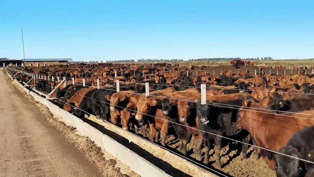 En Biobío el beneficio alcanzó 1.692 cabezas en agosto de 2026 con una baja de 53,9% interanual según el INE, cifras que desde Socabio vinculan al rol de la zona en la engorda y retención animal.