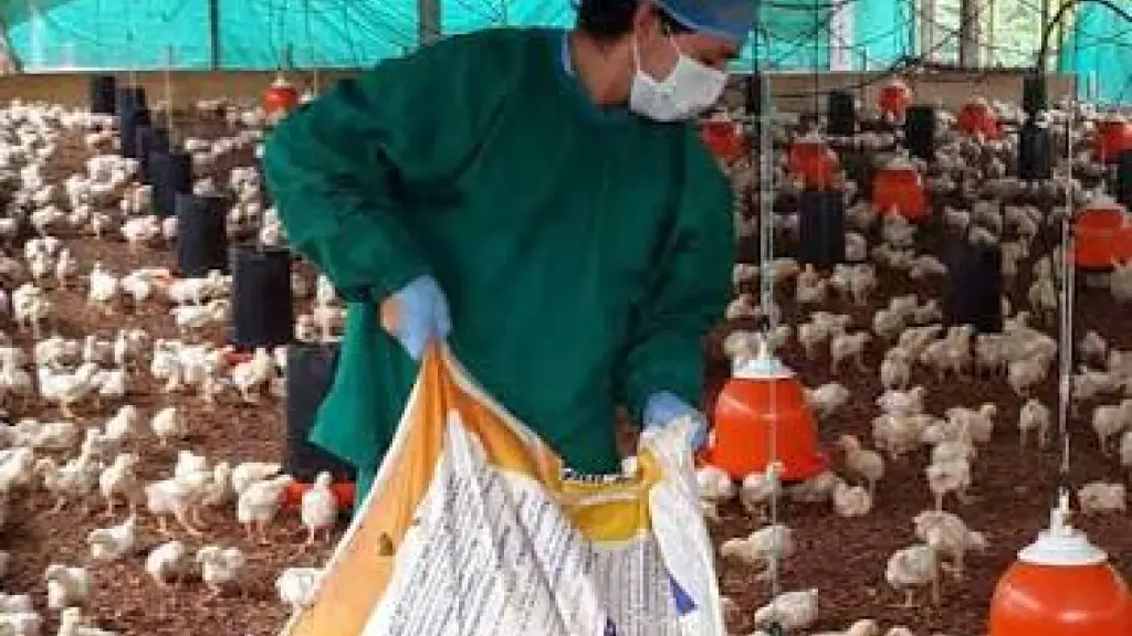 El control de accesos, la detección temprana y la vigilancia continua en gallinas ponedoras previenen la diseminación de la influenza aviar y protegen la producción alimentaria local.