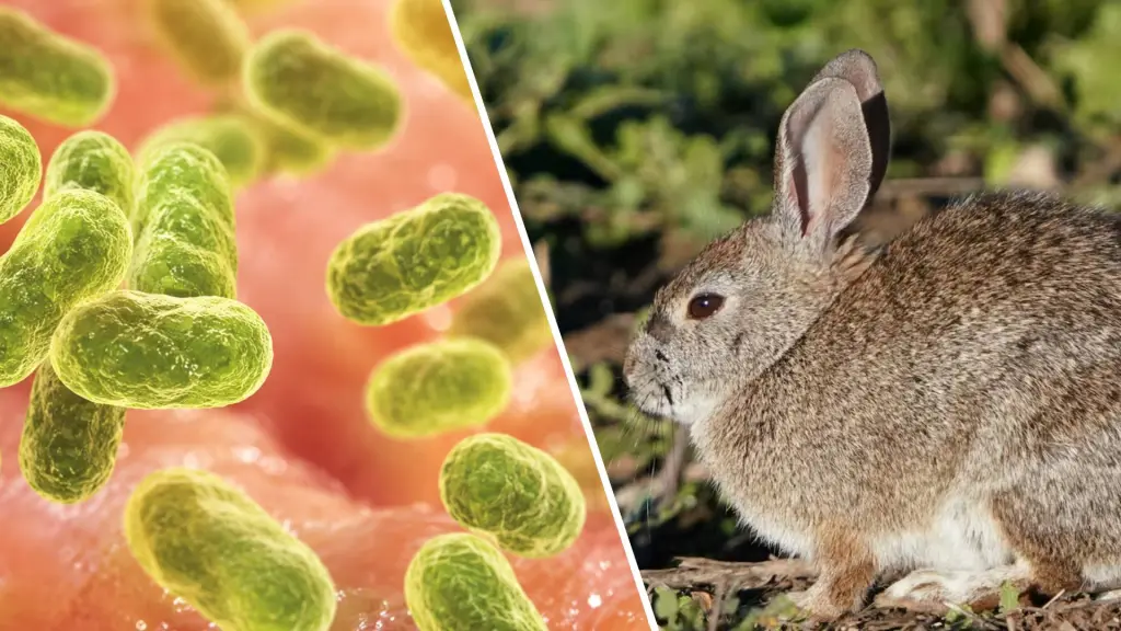 La tularemia o fiebre del conejo puede ser mortal sin tratamiento., Edición Diario La Tribuna