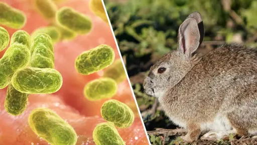Tularemia o Fiebre del conejo: cómo se contagia y qué riesgo representa para Chile