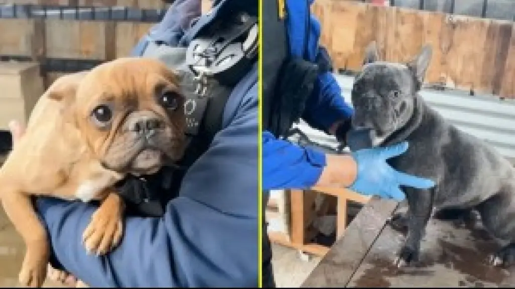 Perros resctados por la PDI en Lampa, meganoticias.cl