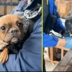 Perros resctados por la PDI en Lampa, meganoticias.cl