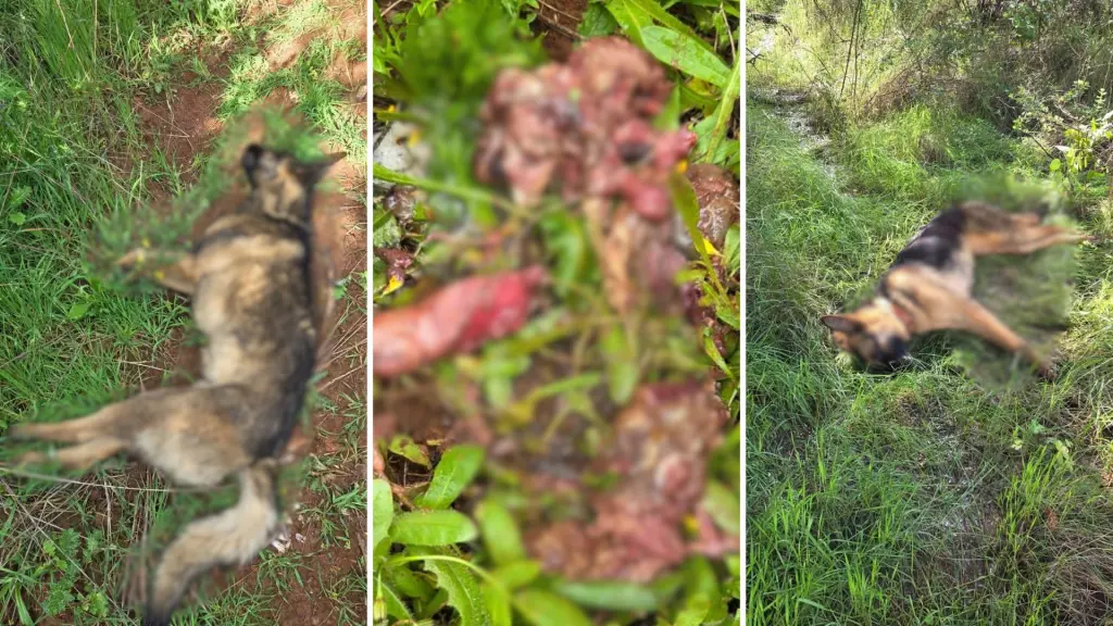 Los encontramos muertos y agonizando: Denuncian envenenamiento masivo de perros en Nacimiento, La Tribuna