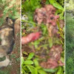 \'Los encontramos muertos y agonizando\': Denuncian envenenamiento masivo de perros en Nacimiento, La Tribuna