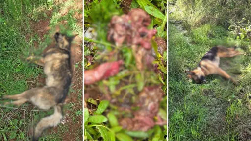 Los encontramos agonizando: Denuncian envenenamiento masivo de perros con carne contaminada en Nacimiento