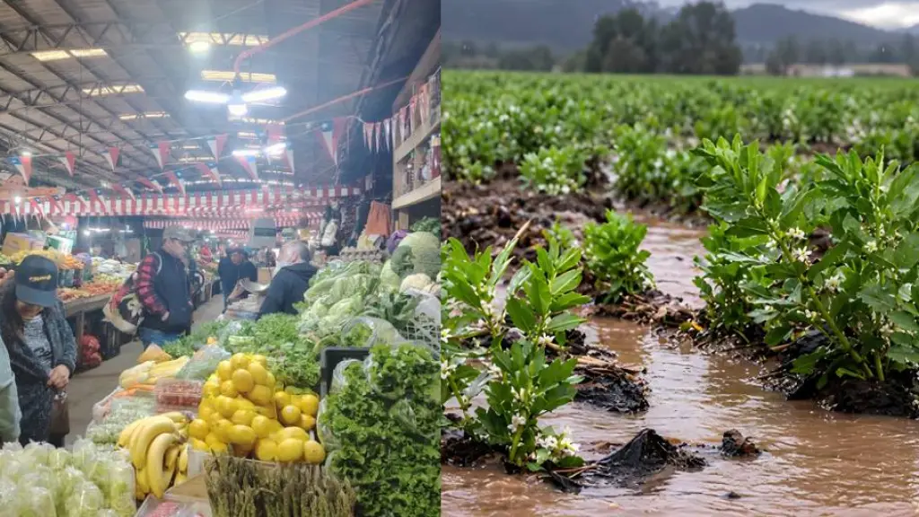 A pesar de que el superávit hídrico asegura la disponibilidad de agua, el rezago agrícola mantendrá presionados los precios de las verduras a corto plazo., La Tribuna