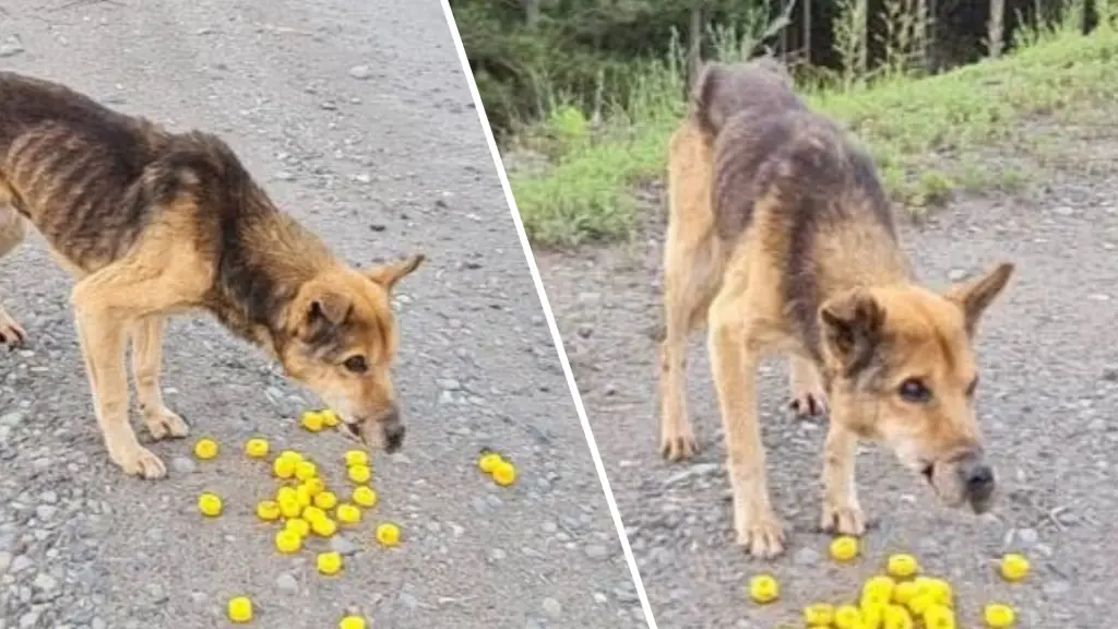 Encuentran a perro con hocico amarrado y desnutrido en ruta de Santa Bárbara, La Tribuna